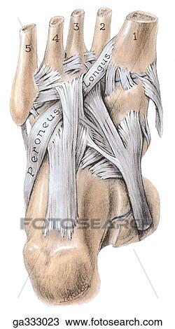 Drawing - Ligaments of sole of foot - I, plantar view.. Fotosearch