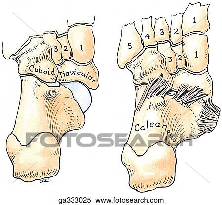 Ligaments of sole of foot - II, plantar view. B. Support for head of talus. Bones, plantar view (left). Bones and ligaments, plantar view (right). The head of talus is supported by ligaments (spring ligament) and the tendon of tibialis posteior. View Large Illustration Stock Illustration - Ligaments of sole of foot - II, plantar view. B. Support for head of talus. Bones, plantar view (left). Bones and ligaments, plantar view (right). The head of talus is supported by ligaments (spring ligament) and the tendon of tibialis posteior.. Fotosearch