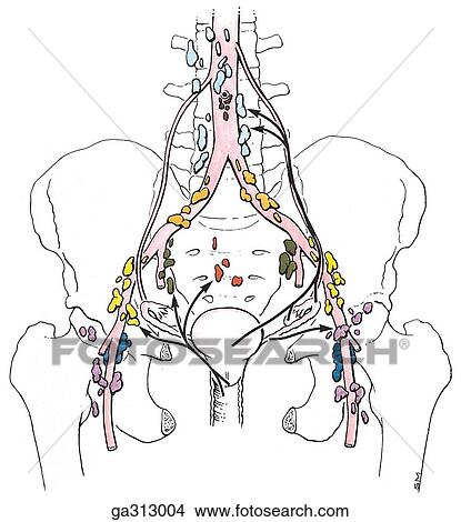 Лимфоузлы шейки матки. Висцеральные лимфатические узлы. Подвздошные лимфоузлы анатомия. Парааортальные лимфоузлы брюшной полости. Регионарные лимфатические узлы.