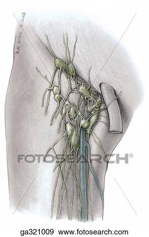 Stock Illustration - Lymph nodes. B. Dissection, anterior view.. Fotosearch