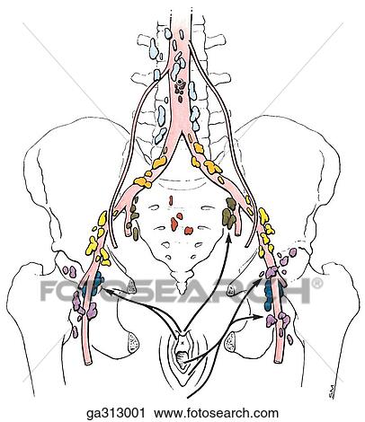 Lymphatic drainage of female pelvis, anterior views. D. External genitalia. View Large Illustration Clip Art - Lymphatic drainage of female pelvis, anterior views. D. External genitalia.. Fotosearch