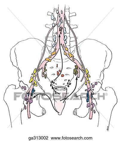 Drawing - Lymphatic drainage of female pelvis, anterior view. C. Rectum.. Fotosearch