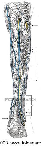 Drawing - Lymphatic drainage of Lower Limb. A. Anteromedial view.. Fotosearch
