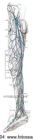 Lymphatic drainage of Lower Limb. B. Posterolateral view. View Large Illustration Stock Illustration - Lymphatic drainage of Lower Limb. B. Posterolateral view.. Fotosearch