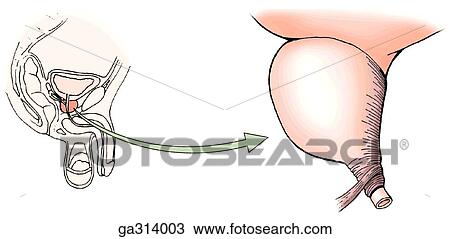 Drawing - Male. A. External urethral sphincter, compressor urethrae and urethrovaginal sphincter. The sphincter urethrae is more tubeline. In the male, part of the muscle encircles the intermediate (membranous) part of the urethra, and part extends to the base of . Fotosearch