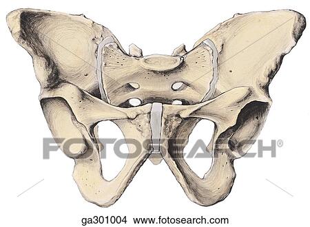 Male and female pelves. A. Male pelvis, inferior view. View Large Illustration Stock Illustration - Male and female pelves. A. Male pelvis, inferior view.. Fotosearch