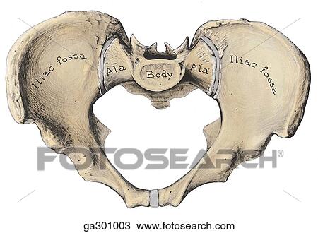 Male and female pelves. B. Male pelvis, anterosuperior view. View Large Illustration Drawing - Male and female pelves. B. Male pelvis, anterosuperior view.. Fotosearch