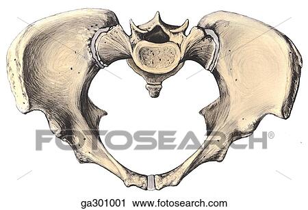 Clip Art - Male and female pelves. D. Female pelvis, anterosuperior view.. Fotosearch