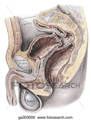 Male pelvis. A. Median section. View Large Illustration Stock Illustration - Male pelvis. A. Median section.. Fotosearch
