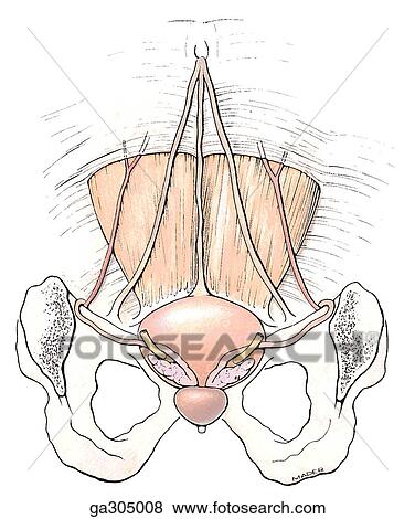 Male pelvis. B. Umbilical ligaments, posterior view. View Large Illustration Stock Illustration - Male pelvis. B. Umbilical ligaments, posterior view.. Fotosearch