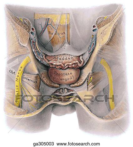 Male pelvis, coronal sections through pelvis anterior to rectum. A. Dissection, view of anterior portion from behind. View Large Illustration Drawing - Male pelvis, coronal sections through pelvis anterior to rectum. A. Dissection, view of anterior portion from behind.. Fotosearch