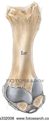 Stock Illustration - Medial ankle and foot. A. Sesamoids of hallux, plantar surface. The sesamoid bones of the hallux are bound together and located on each side of a bony ridge on the first metatarsal.. Fotosearch