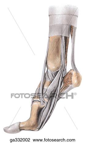 Medial ankle and foot. B. Foot raised as in walking, medial view. View Large Illustration Drawing - Medial ankle and foot. B. Foot raised as in walking, medial view.. Fotosearch