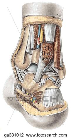 Medial Ankle. C. Posterior view. View Large Illustration Drawing - Medial Ankle. C. Posterior view.. Fotosearch