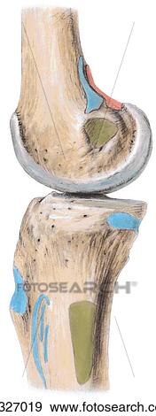 Stock Illustration - Medial aspect of knee. B. Bones, showing muscle and ligament attachments.. Fotosearch