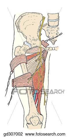 Drawing - Medial region of thigh. The adductor group is supplied by the obturator nerve.. Fotosearch