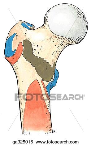 Stock Illustration - Muscle attachments of acetabular region and proximal femur. B. Proximal femur, anterior view.. Fotosearch