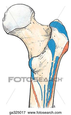 Muscle attachments of acetabular region and proximal femur. C. Proximal femur, posterior view. View Large Illustration Stock Illustration - Muscle attachments of acetabular region and proximal femur. C. Proximal femur, posterior view.. Fotosearch