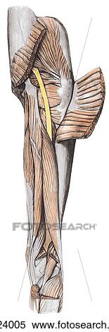 Muscles of gluteal region and posterior aspect of thigh - II, posterior view. A. Muscles of gluteal region and posterior thigh with gluteus maximus reflected. View Large Illustration Stock Illustration - Muscles of gluteal region and posterior aspect of thigh - II, posterior view. A. Muscles of gluteal region and posterior thigh with gluteus maximus reflected.. Fotosearch