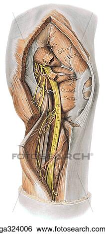 Stock Illustration - Muscles of gluteal region and posterior aspect of thigh - III, posterior view.. Fotosearch