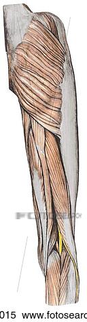 Stock Illustration - Muscles of gluteal region and posterior aspect of thigh - I, posterior view. B. Superficial dissection of muscles of gluteal region and posterior thigh.. Fotosearch