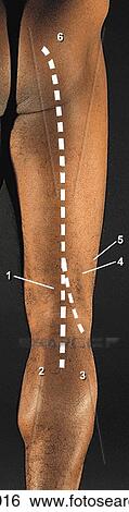 Stock Illustration - Muscles of gluteal region and posterior aspect of thigh - I, posterior view. A. Surface anatomy (Numbers refer to structures in B).. Fotosearch