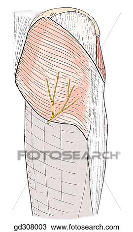Muscles of gluteal region; superficial dissection. View Large Illustration Drawing - Muscles of gluteal region; superficial dissection.. Fotosearch