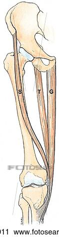 Muscles of medial aspect of thigh, medial aspect. B. Muscular tripod. View Large Illustration Clip Art - Muscles of medial aspect of thigh, medial aspect. B. Muscular tripod.. Fotosearch