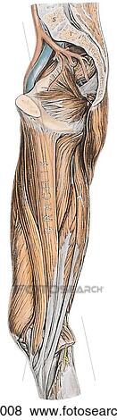 Muscles of medial aspect of thigh, medial aspect. A. Relationships of sartorius, gracilis and semitendinosus muscles. View Large Illustration Stock Illustration - Muscles of medial aspect of thigh, medial aspect. A. Relationships of sartorius, gracilis and semitendinosus muscles.. Fotosearch