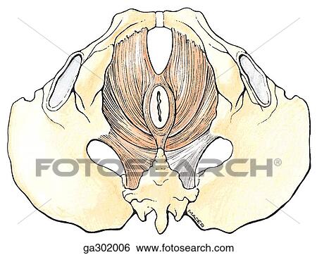 Muscles of the pelvic floor, inferior view. View Large Illustration Stock Illustration - Muscles of the pelvic floor, inferior view.. Fotosearch