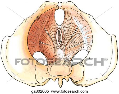 Muscles of the pelvic floor, superior view. View Large Illustration Stock Illustration - Muscles of the pelvic floor, superior view.. Fotosearch