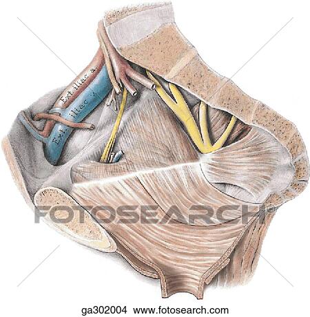 Muscles of the pelvic wall, sagittal view. View Large Illustration Stock Illustration - Muscles of the pelvic wall, sagittal view.. Fotosearch