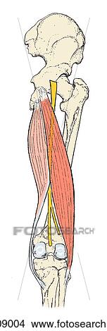 Muscles of the posterior thigh; superficial dissection. View Large Illustration Stock Illustration - Muscles of the posterior thigh; superficial dissection.. Fotosearch