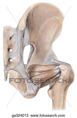 Drawing - Obturator muscles, posterior view.. Fotosearch