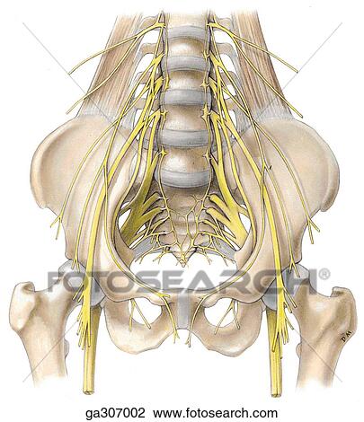 Overview of lumbosacral plexus, anterior view. View Large Illustration Drawing - Overview of lumbosacral plexus, anterior view.. Fotosearch