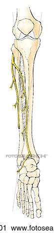 Overview of the motor distribution of nerves of lower limb. C. Common fibular (peroneal nerve), anterior view. View Large Illustration Clip Art - Overview of the motor distribution of nerves of lower limb. C. Common fibular (peroneal nerve), anterior view.. Fotosearch