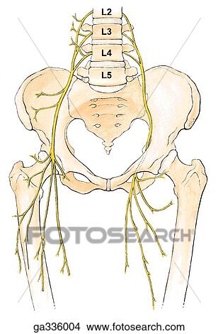 Overview of the motor distribution of nerves of lower limb. A. Femoral and obturator nerves, anterior view. The femoral nerve is drawn on the left side of the figure, and the obturator on the right side of the figure, but both nerves are present bilatera View Large Illustration Stock Illustration - Overview of the motor distribution of nerves of lower limb. A. Femoral and obturator nerves, anterior view. The femoral nerve is drawn on the left side of the figure, and the obturator on the right side of the figure, but both nerves are present bilatera. Fotosearch
