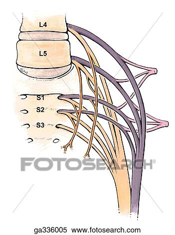 Stock Illustration - Overview of the motor distribution of nerves of lower limb. B. Formation of the sciatic nerve in the pelvis, anterior view.. Fotosearch