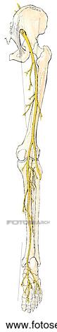 Overview of the motor distribution of nerves of lower limb. D. Sciatic nerve, posterior view. View Large Illustration Stock Illustration - Overview of the motor distribution of nerves of lower limb. D. Sciatic nerve, posterior view.. Fotosearch