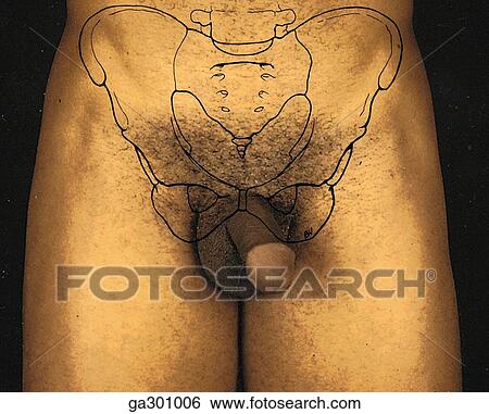 Pelvis and pelvic ligaments. B. Pelvis in situ, anterior view. View Large Illustration Stock Illustration - Pelvis and pelvic ligaments. B. Pelvis in situ, anterior view.. Fotosearch