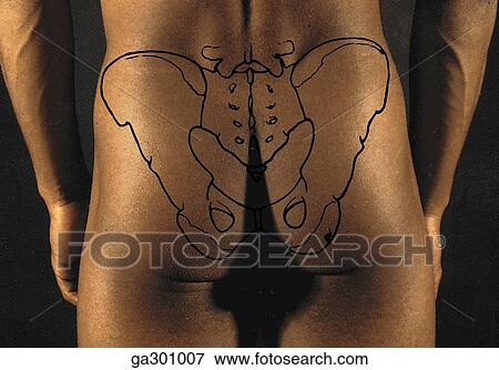 Pelvis and pelvic ligaments. D. Pelvis in situ, posterior view. View Large Illustration Stock Illustration - Pelvis and pelvic ligaments. D. Pelvis in situ, posterior view.. Fotosearch