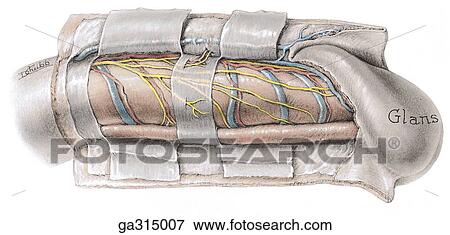 Penis. A. Lateral view. The three tubular envelopes of the penis and the prepuce are reflected. View Large Illustration Stock Illustration - Penis. A. Lateral view. The three tubular envelopes of the penis and the prepuce are reflected.. Fotosearch