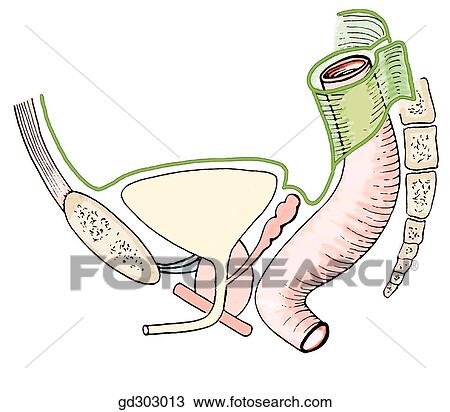 Peritoneum (green) in the male pelvis. The number portions of the peritoneum are explained in the text. View Large Illustration Drawing - Peritoneum (green) in the male pelvis. The number portions of the peritoneum are explained in the text.. Fotosearch
