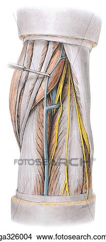 Stock Illustration - Popliteal Fossa. B. Superficial dissection.. Fotosearch
