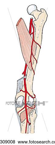 Posterior aspect of thigh and knee. At the adductor hiatus, the femoral artery is continuous with popliteal artery. Note the genicular branches. View Large Illustration Stock Illustration - Posterior aspect of thigh and knee. At the adductor hiatus, the femoral artery is continuous with popliteal artery. Note the genicular branches.. Fotosearch