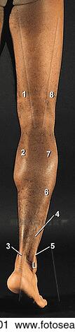 Posterior leg, superficial compartment, posterior view. A. Surface anatomy. L, lateral malleolus. (Numbers refer to labeled structures in B. ) View Large Illustration Clip Art - Posterior leg, superficial compartment, posterior view. A. Surface anatomy. L, lateral malleolus. (Numbers refer to labeled structures in B. ). Fotosearch