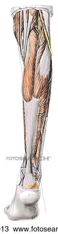 Posterior leg, superficial compartment, posterior view. B. Superficial dissection. View Large Illustration Drawing - Posterior leg, superficial compartment, posterior view. B. Superficial dissection.. Fotosearch