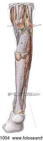 Posterior leg, superficial compartment, posterior view. C. Deeper dissection. The fleshy bellies of the gastrocnemius muscle are largely exised, and the proximal attachment of the soleus muscle is thereby exposed; the plantaris muscle is absent from this View Large Illustration Stock Illustration - Posterior leg, superficial compartment, posterior view. C. Deeper dissection. The fleshy bellies of the gastrocnemius muscle are largely exised, and the proximal attachment of the soleus muscle is thereby exposed; the plantaris muscle is absent from this . Fotosearch
