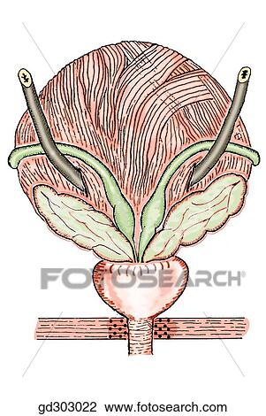 Posterior view of urinary bladder, ureters, deferent ducts, seminal vesicles, and prostate. View Large Illustration Drawing - Posterior view of urinary bladder, ureters, deferent ducts, seminal vesicles, and prostate.. Fotosearch