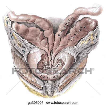 Stock Illustration - Prostate, posterior view.. Fotosearch